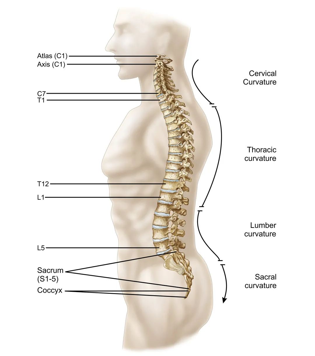 Lecture 2：What is Vertebroplasty? Why do vertebroplasty?